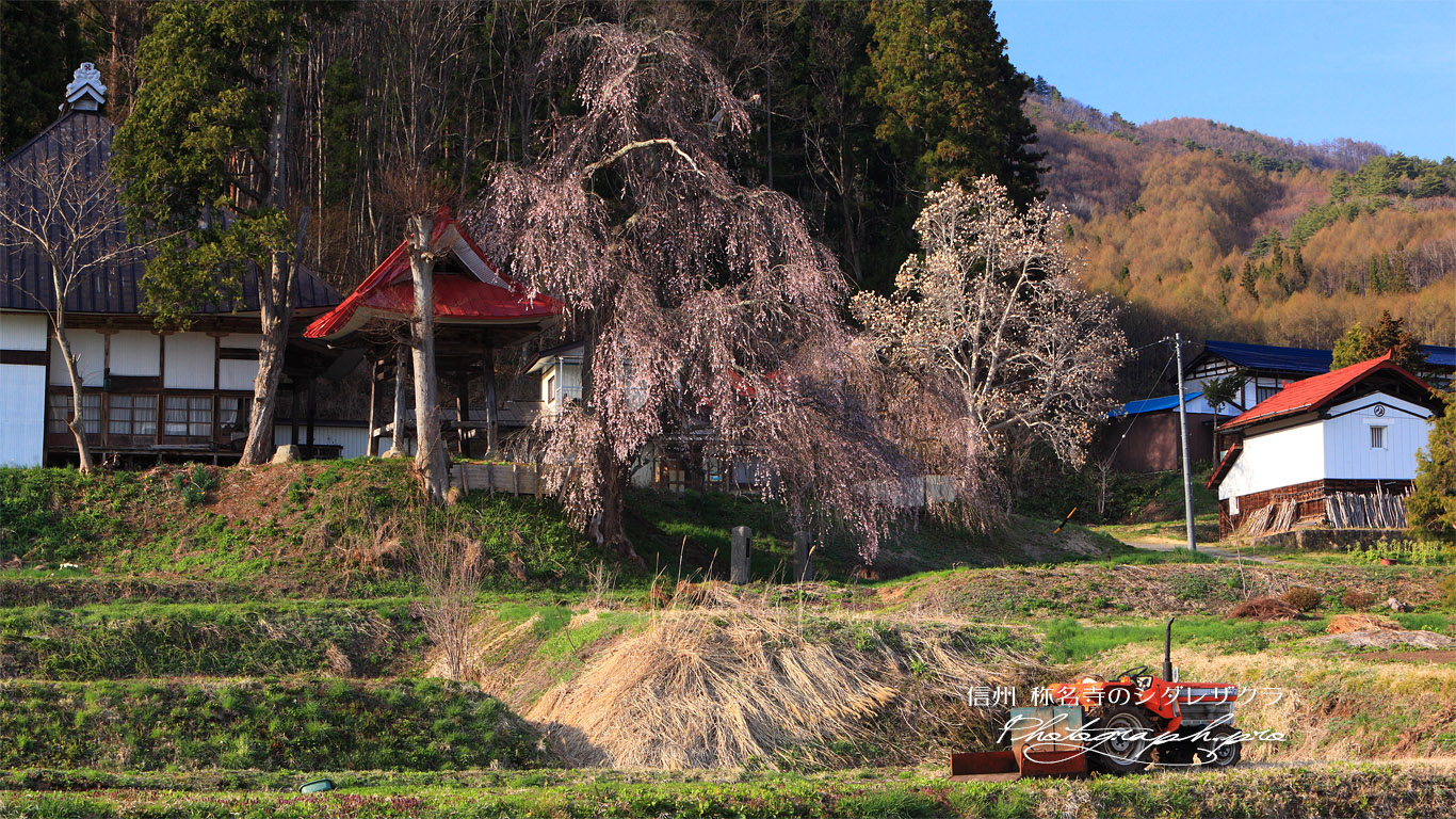 称名寺の枝垂桜 壁紙