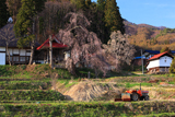 称名寺の枝垂桜