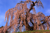 袖之山のしだれ桜
