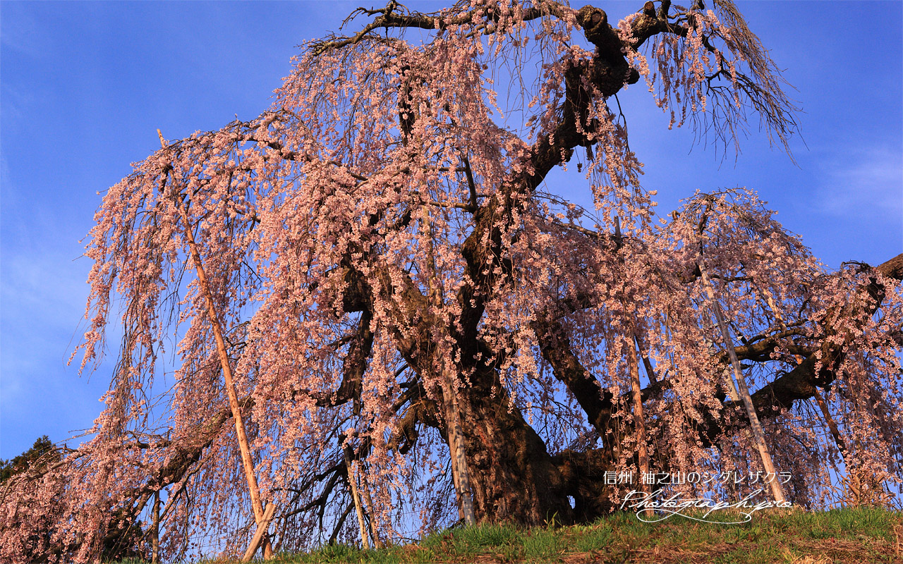 袖之山のしだれ桜 壁紙