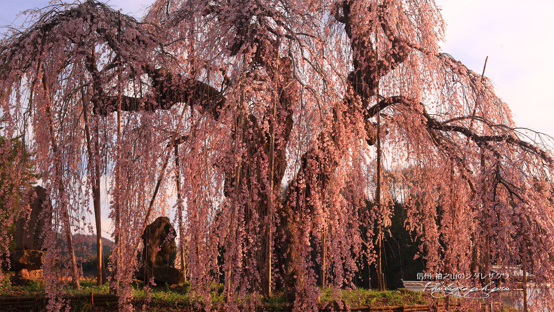 袖之山の枝垂れ桜
