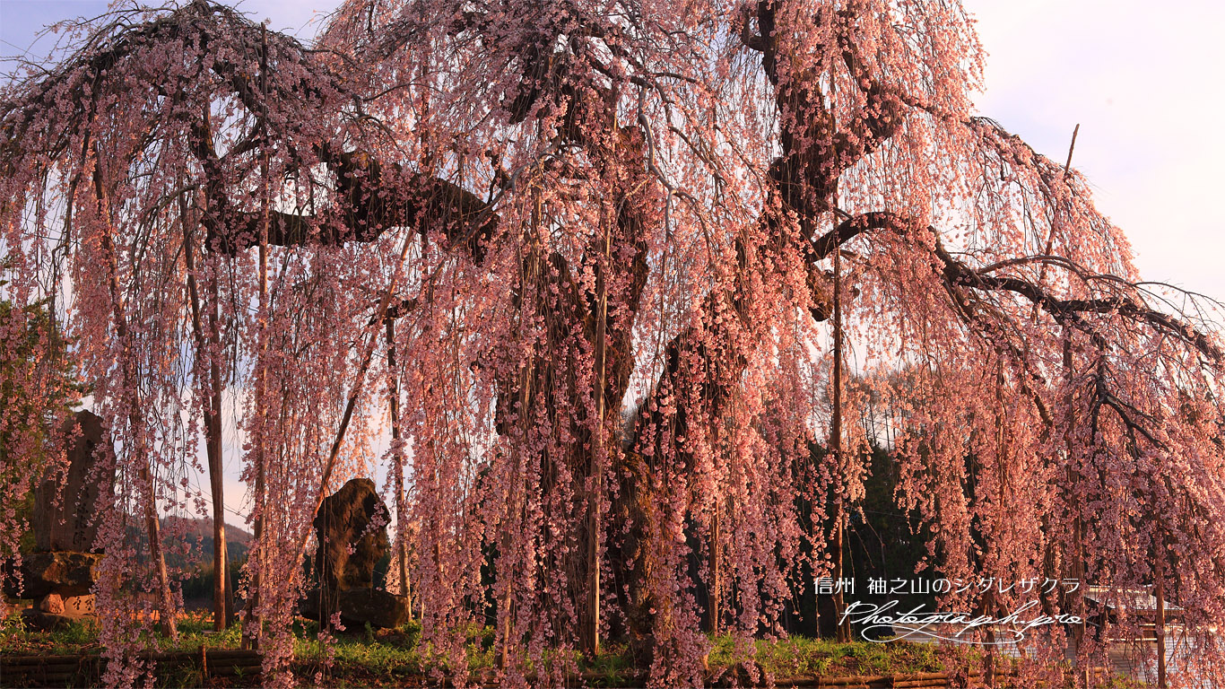 袖之山の枝垂れ桜 壁紙