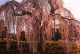 袖之山の枝垂れ桜