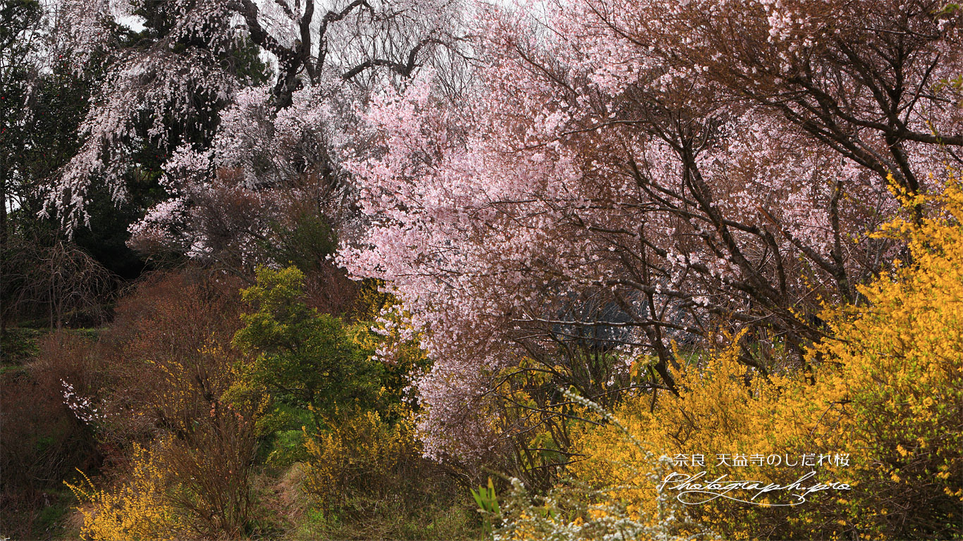 天益寺のしだれ桜 壁紙