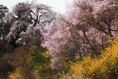天益寺のしだれ桜