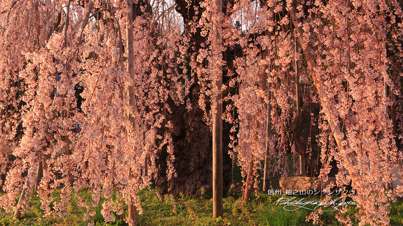 袖之山の枝垂桜 壁紙