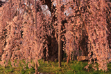 袖之山の枝垂桜