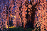 安養寺の柳桜