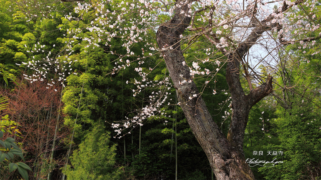 奈良 天益寺のエドヒガン 壁紙