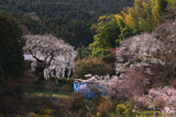 天益寺の枝垂れ桜