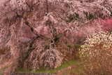 又兵衛桜