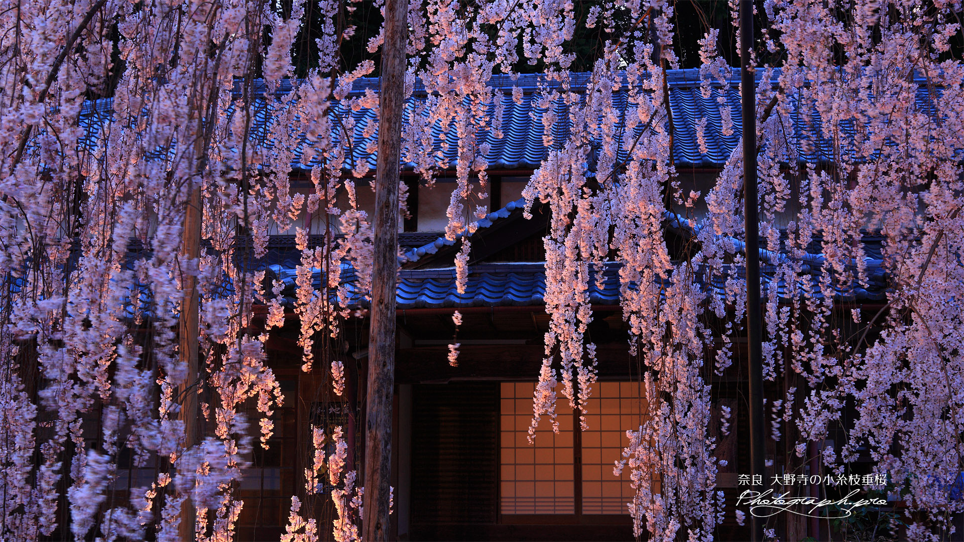 大野寺のシダレザクラ
