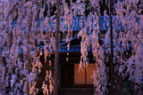 大野寺のシダレザクラ