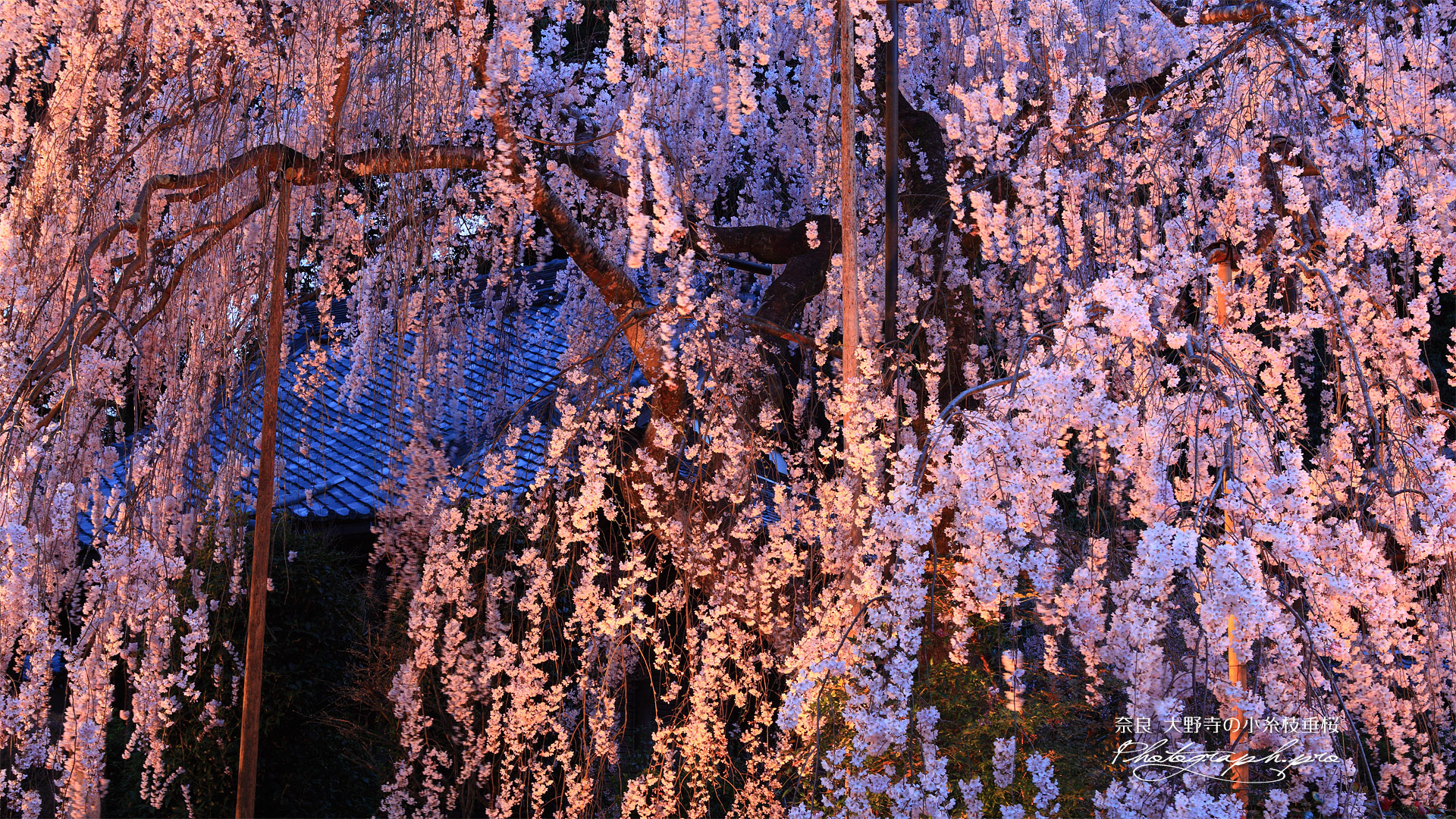 大野寺のしだれ桜