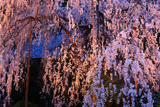 大野寺のしだれ桜