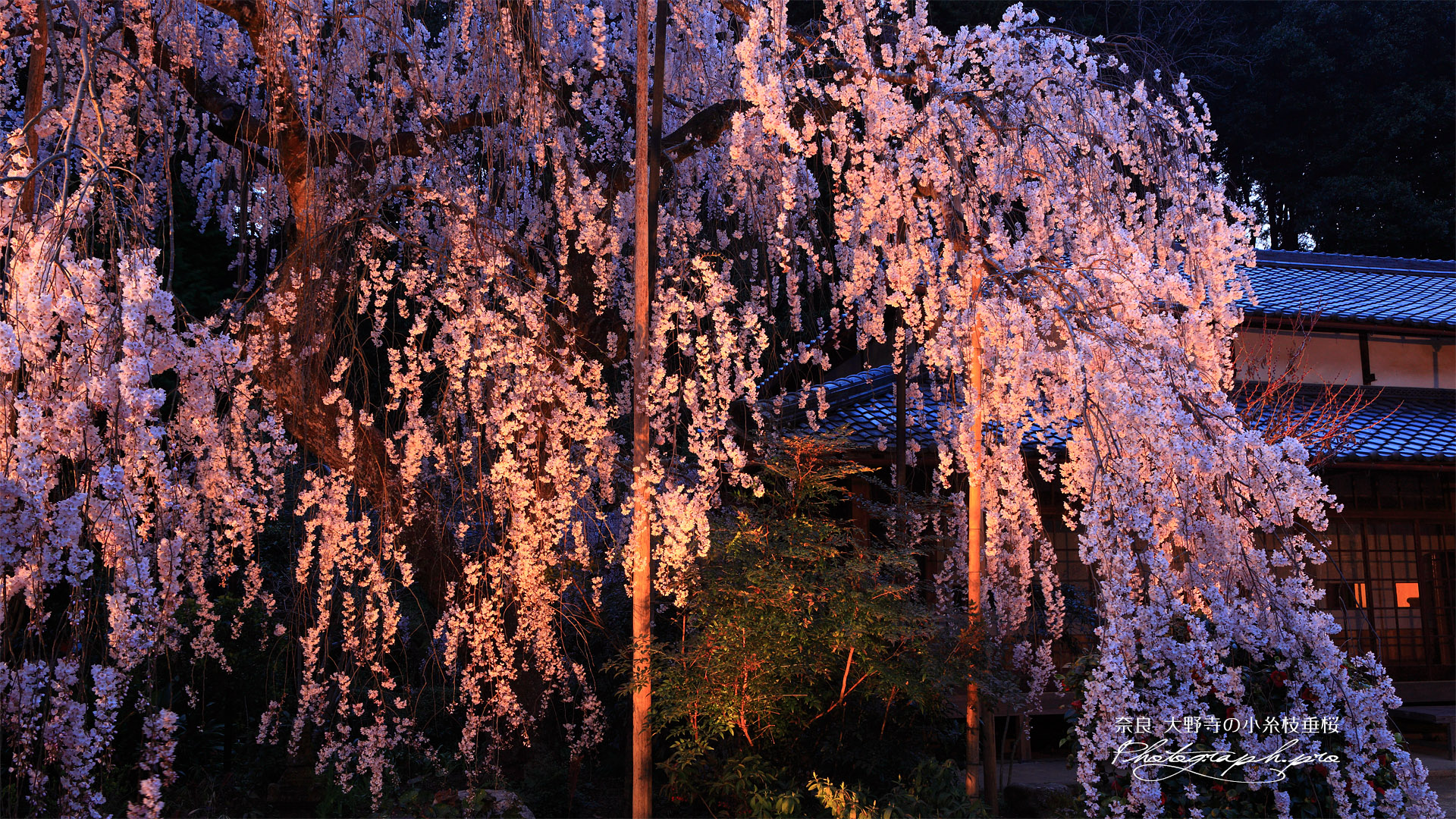 大野寺の枝垂れ桜