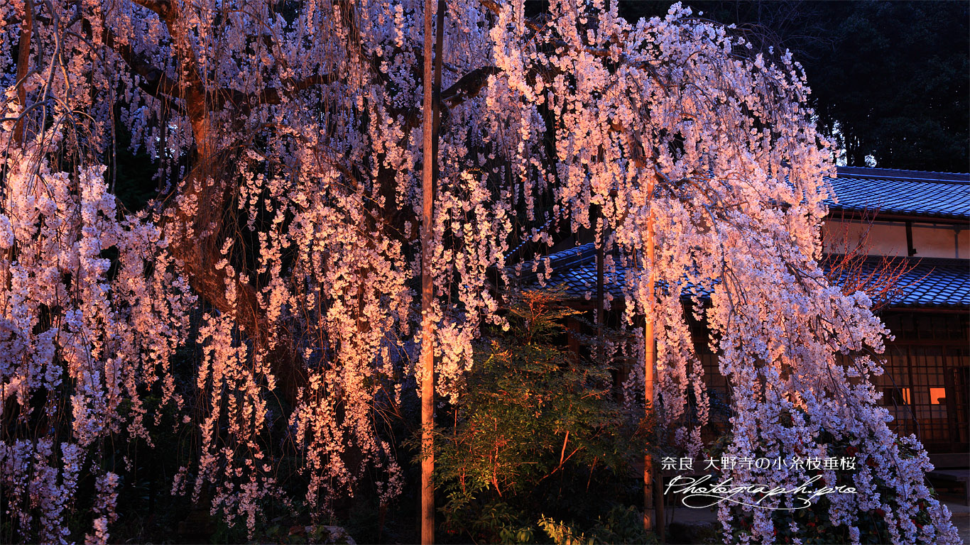 大野寺の枝垂れ桜 壁紙