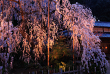 大野寺の枝垂れ桜