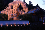 大野寺の枝垂桜