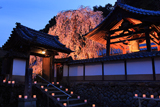 大野寺しだれ桜