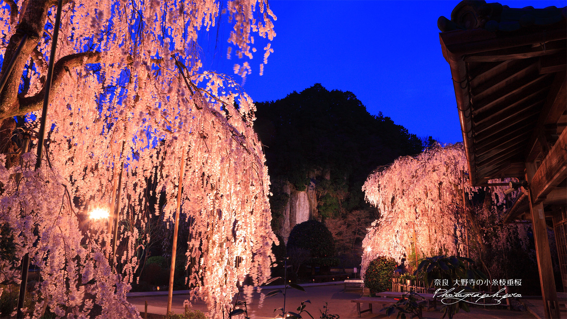 大野寺の桜