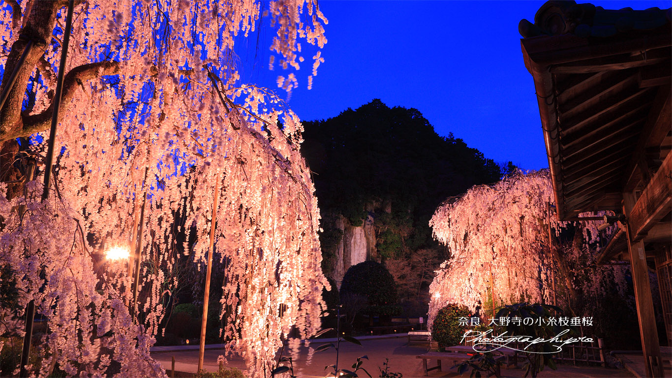 大野寺の桜 壁紙