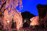 大野寺の糸桜