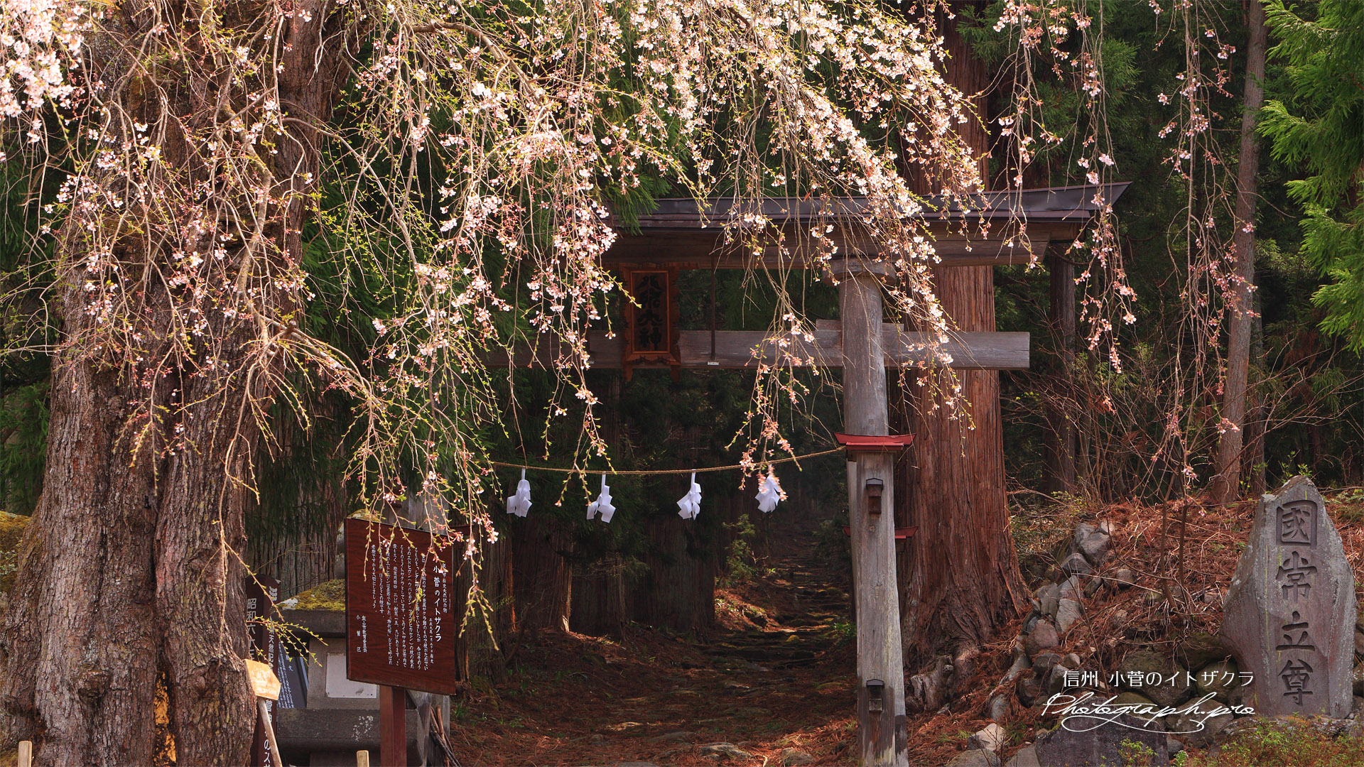 小菅の糸桜