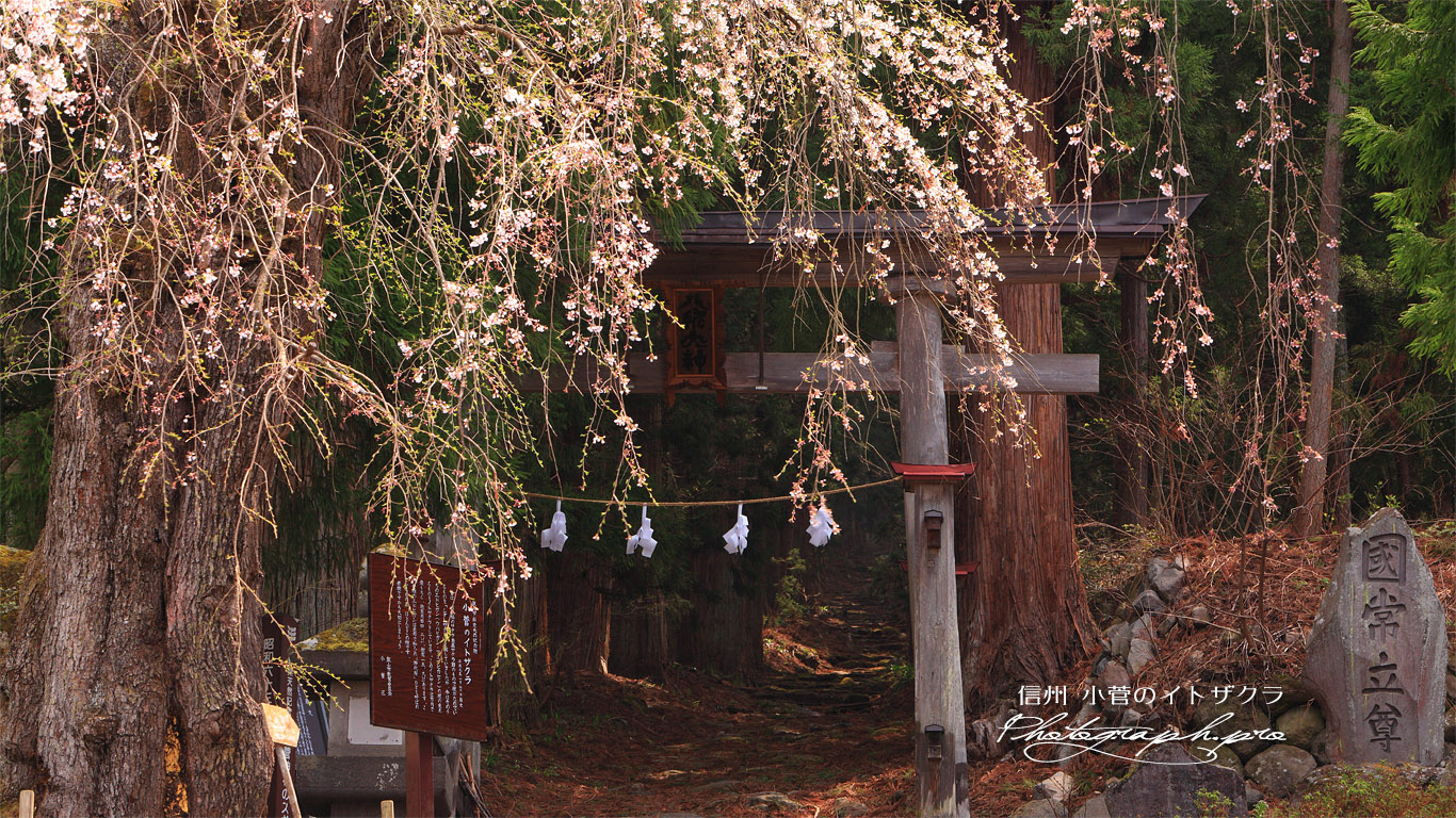 小菅の糸桜 壁紙
