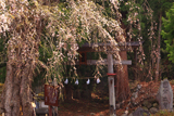小菅の糸桜