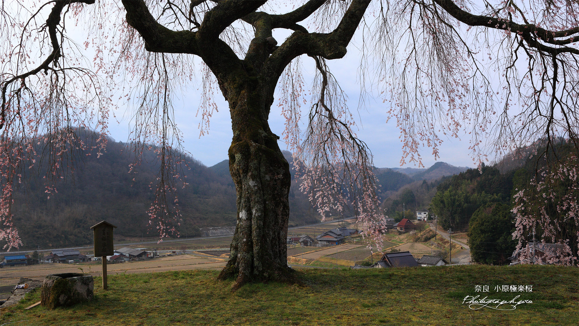 小原の極楽桜