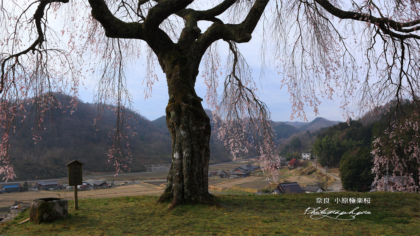 小原の極楽桜 壁紙
