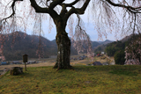 小原の極楽桜