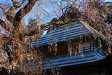 天宗寺の合掌ザクラ