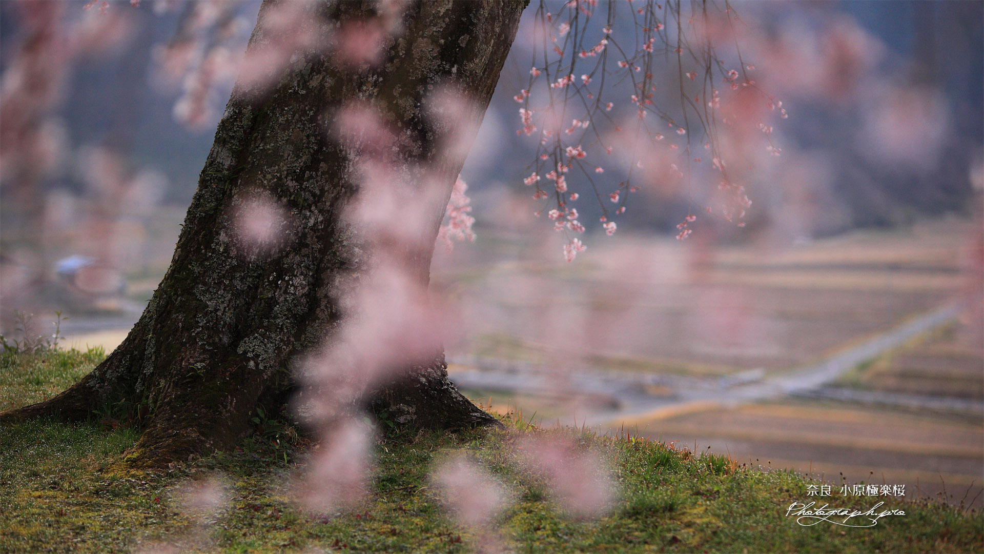 小原極楽桜