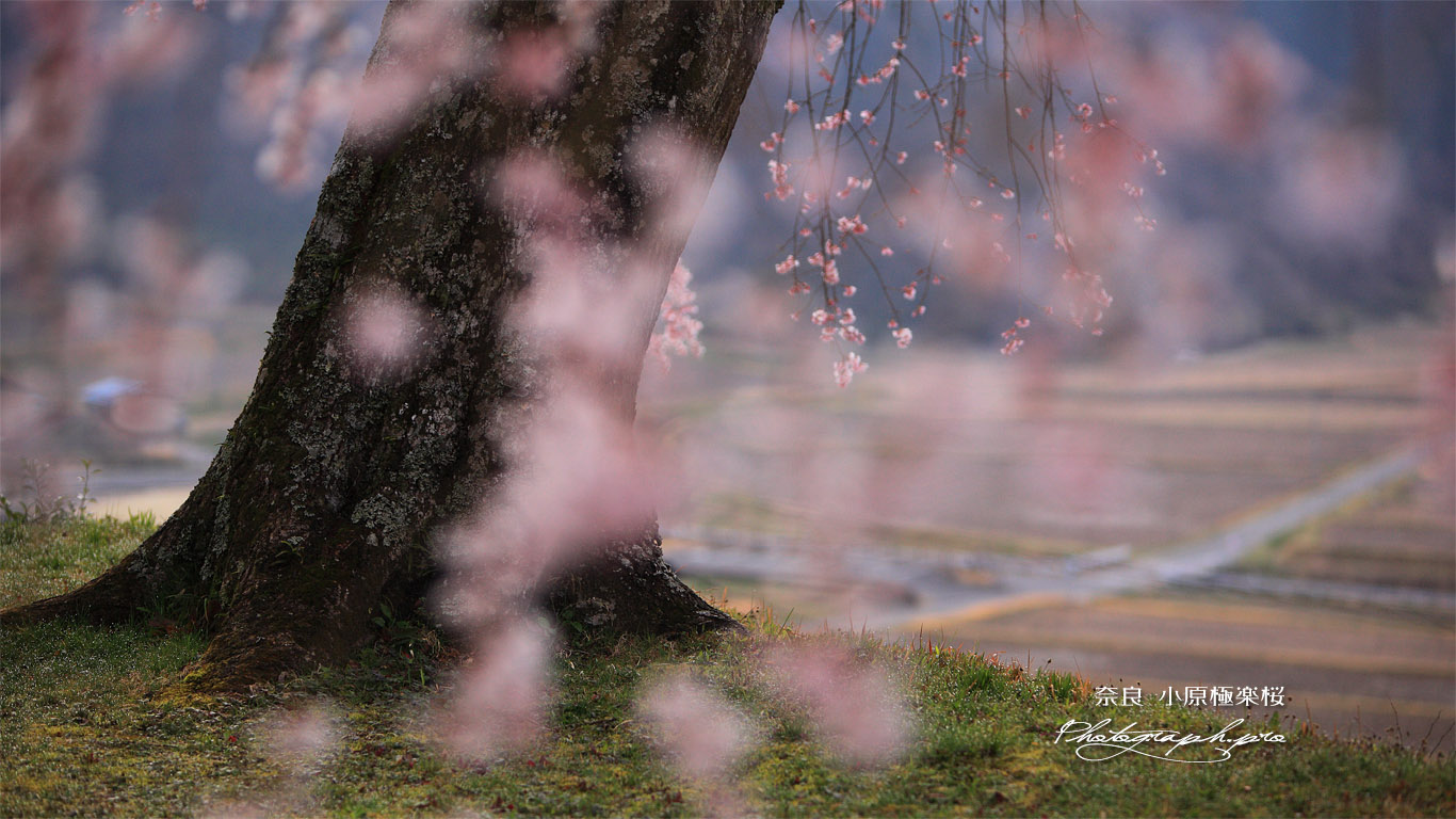 小原極楽桜 壁紙
