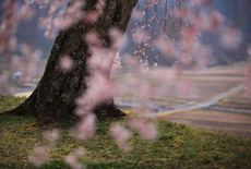 小原極楽桜