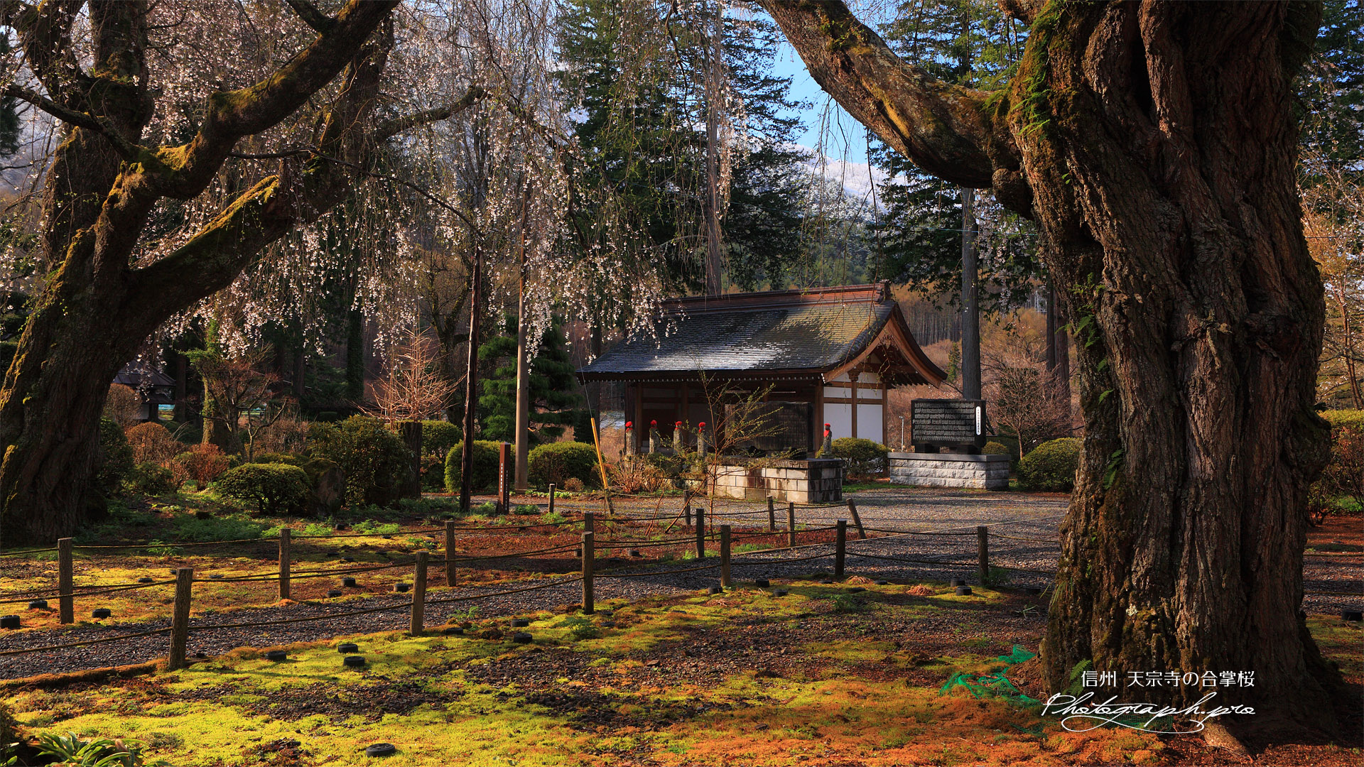 天宗寺の合掌桜