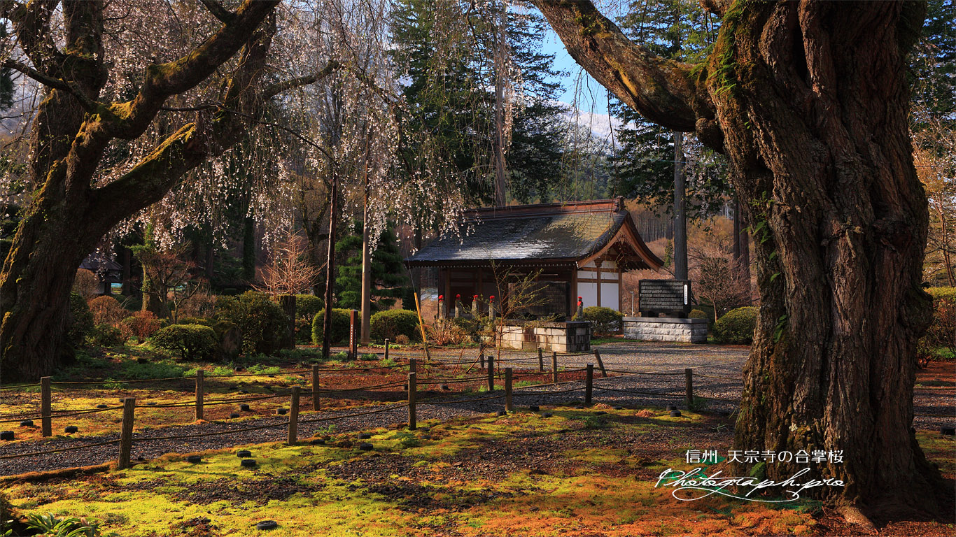 天宗寺の合掌桜 壁紙
