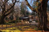 天宗寺の合掌桜