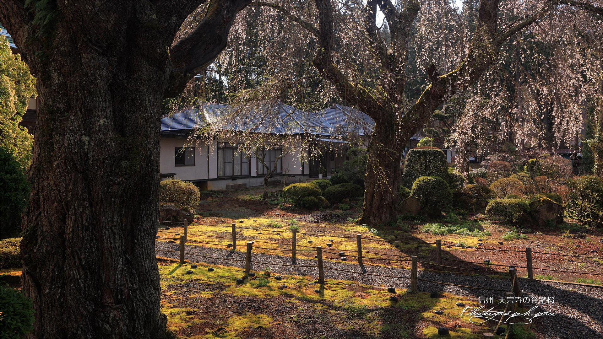 天宗寺のしだれ桜