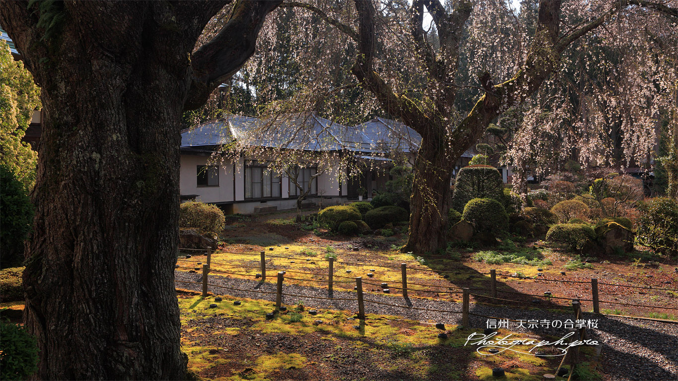天宗寺のしだれ桜 壁紙