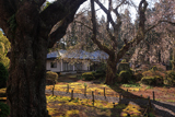天宗寺のしだれ桜