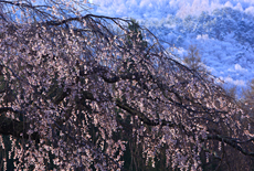 天宗寺の合掌桜