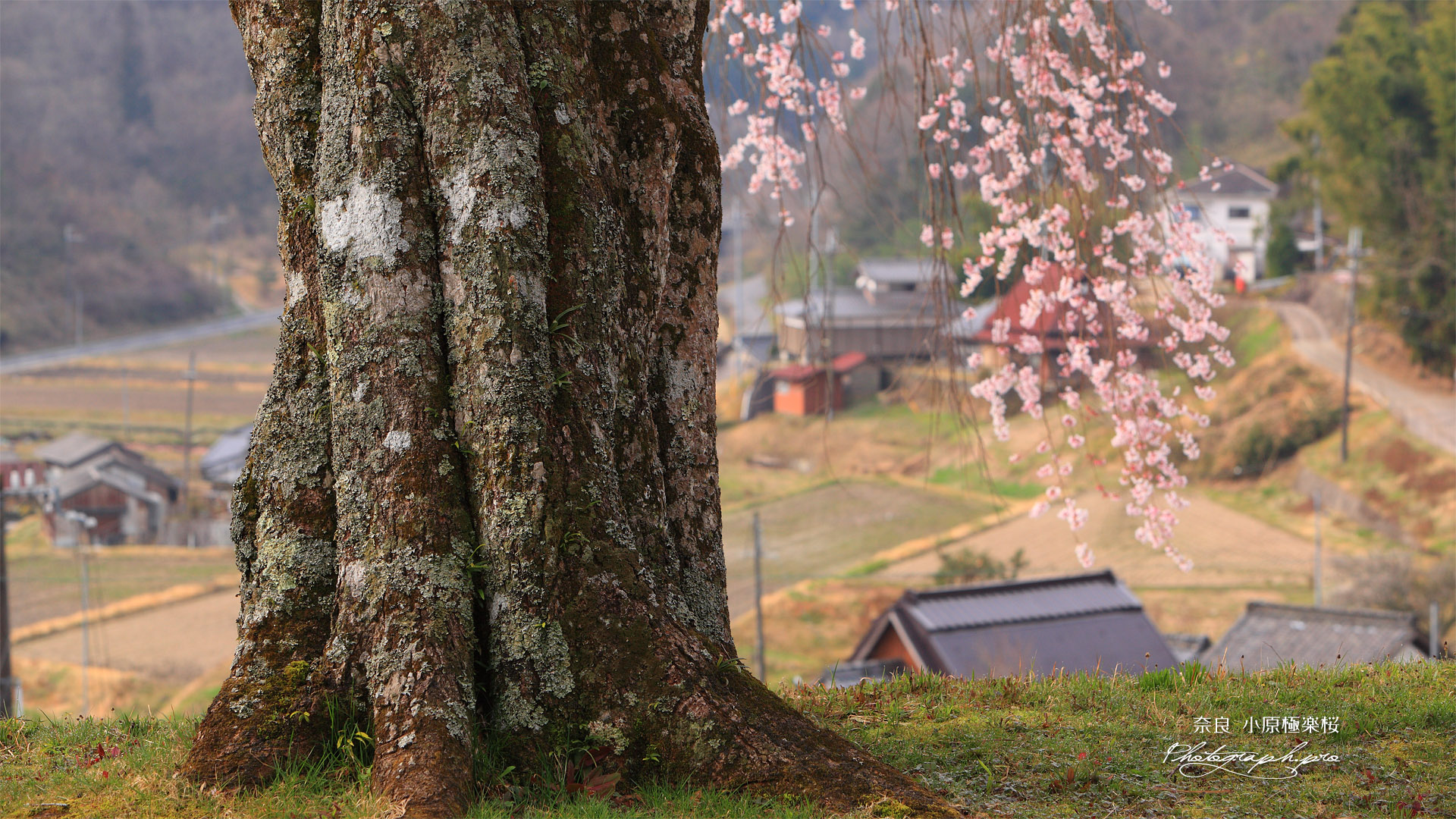 室生小原の極楽桜
