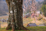 室生小原の極楽桜
