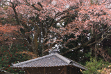 黒川庚申堂のサクラ