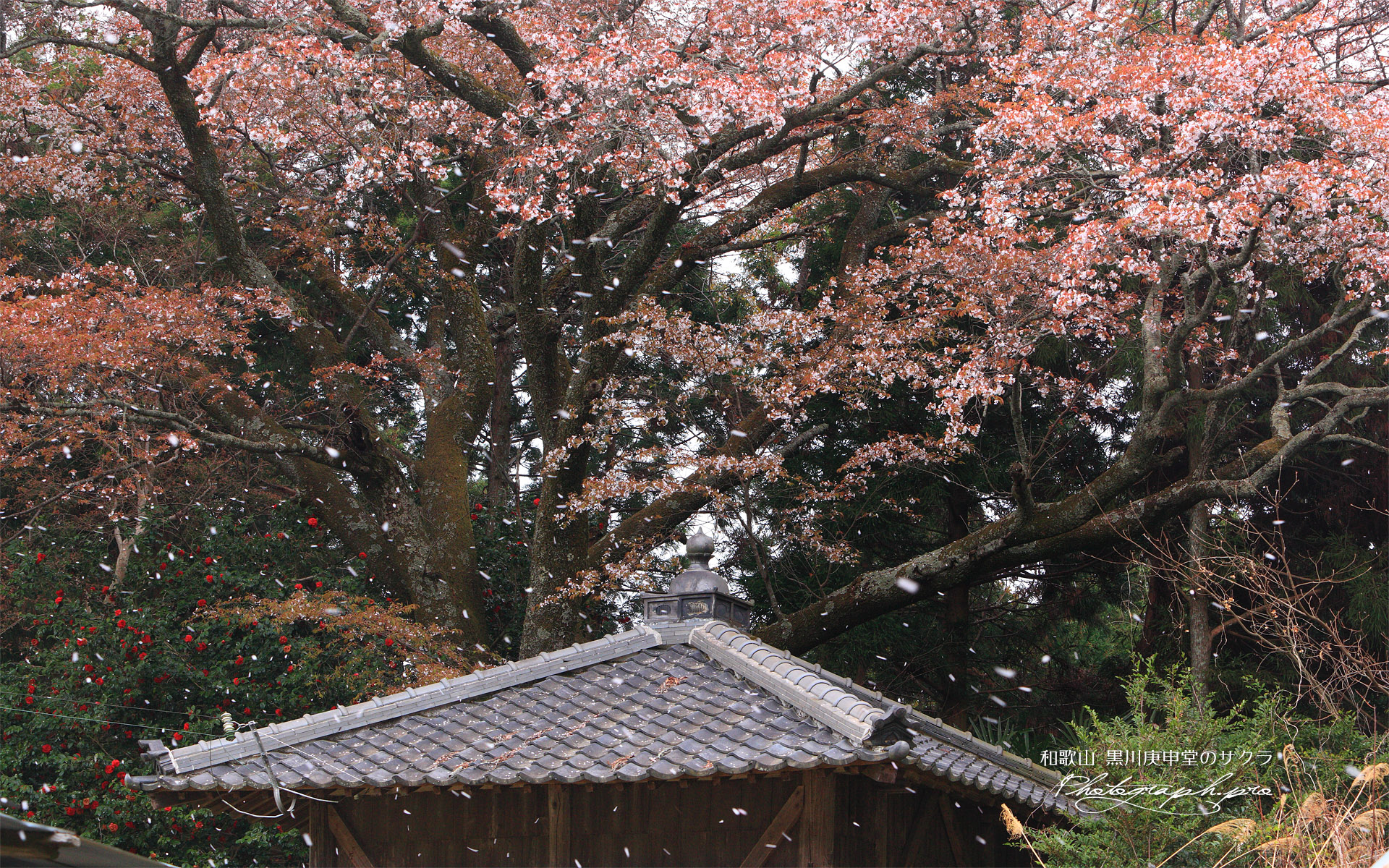 黒川庚申堂のサクラ