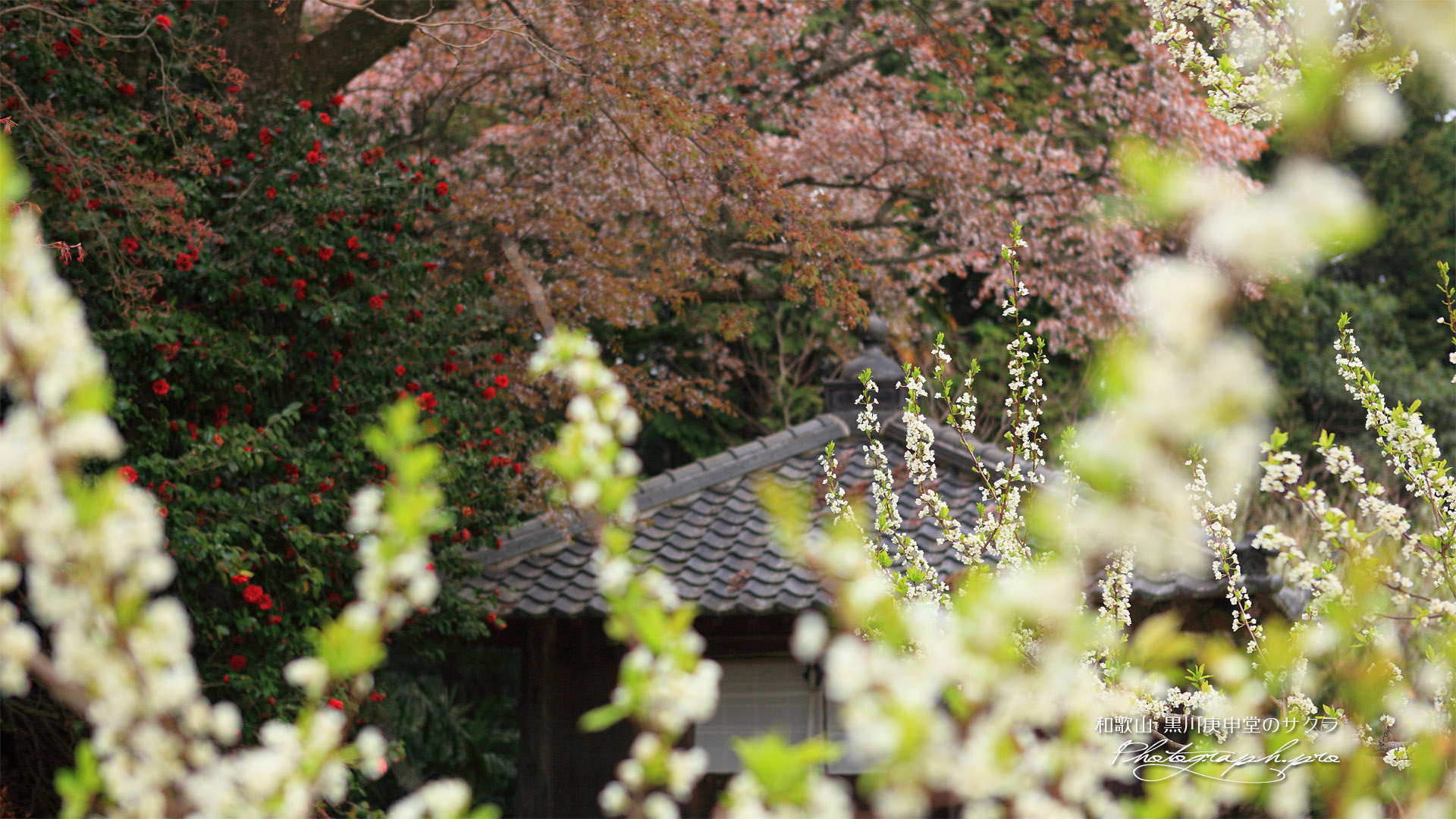 黒川庚申堂の山桜