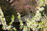 黒川庚申堂の山桜